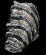 Southern Mammoth M Molar #35934-2